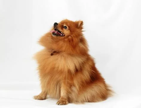 Dog Breed Spitz Stock Photos