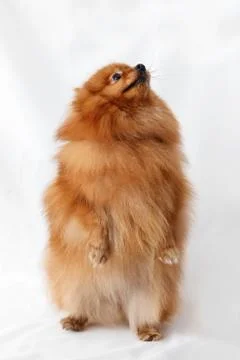 Dog Breed Spitz Stock Photos