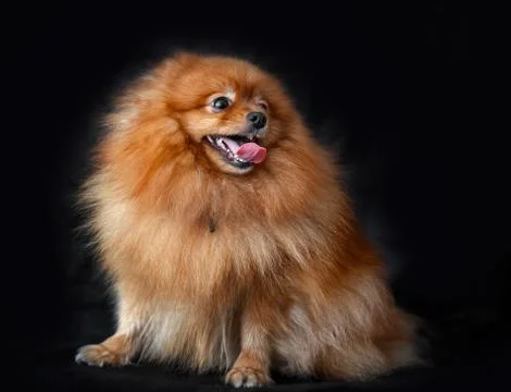Dog Breed Spitz Stock Photos