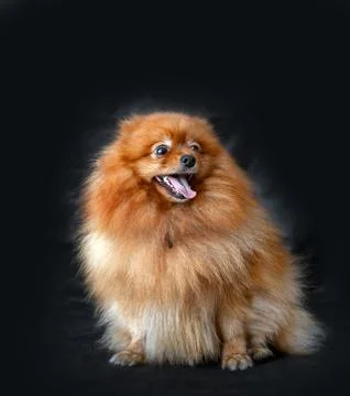 Dog Breed Spitz Stock Photos
