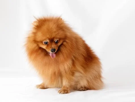 Dog Breed Spitz Stock Photos