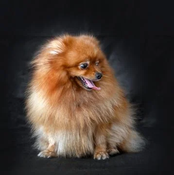 Dog Breed Spitz Stock Photos