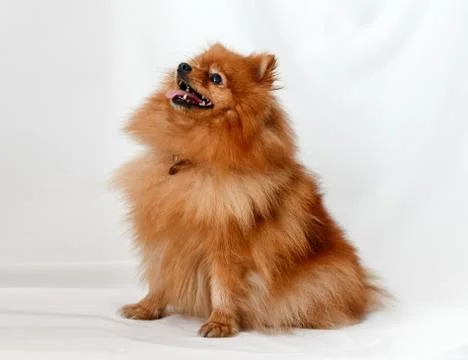 Dog Breed Spitz Stock Photos
