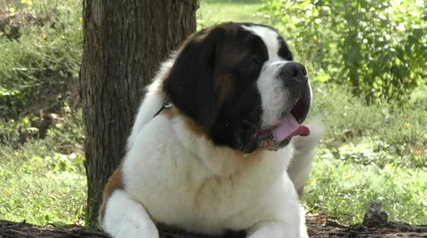 Dog breed St. Bernard Stock Footage 62013674