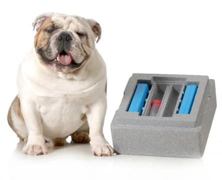 Dog breeding Stock Photos