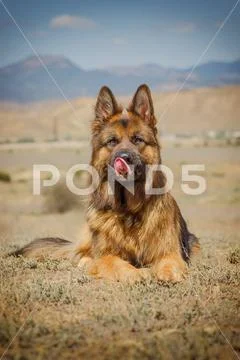 Dog Breeds German Shepherd With Expressive Look Stock Photos