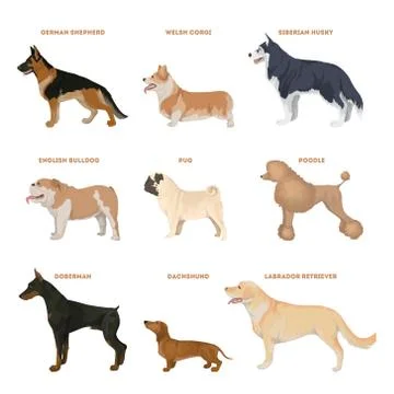 Dog breeds set. Stock Illustration