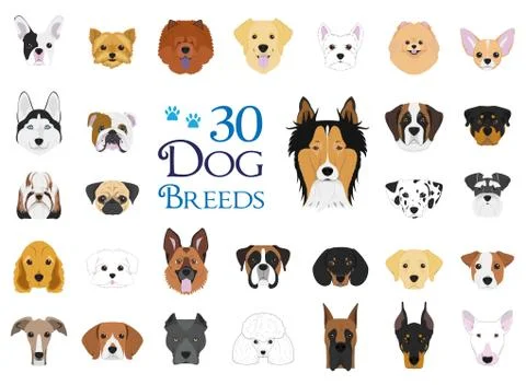 Dog breeds Vector Collection: Set of 30 different dog breeds in cartoon style Stock Illustration