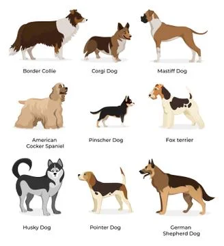 Dog breeds vector set isolated Stock Illustration
