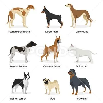 Dog breeds vector set isolated on white background: Graphic #117424621