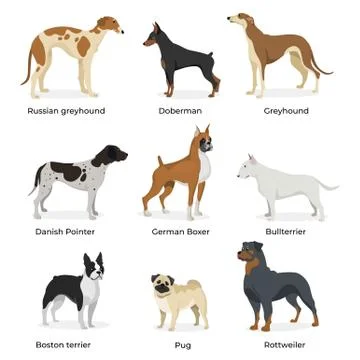 Dog breeds vector set isolated on white background Stock Illustration