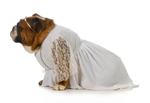 Dog bride Stock Photos