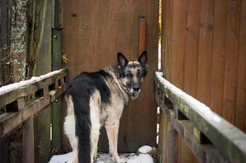 Dog On Bridge Фото