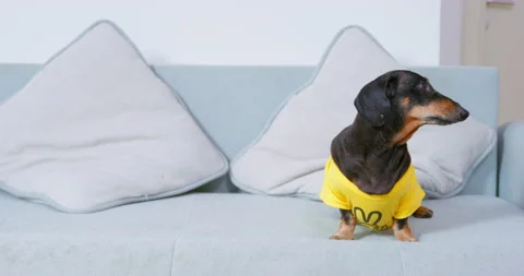 Dog in bright clothes couch cleanliness barks runs away. Vanity waiting guests Stock Footage 236338431