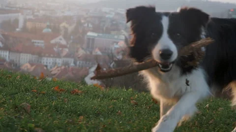 A dog bringing its stick Stock Footage 57184400