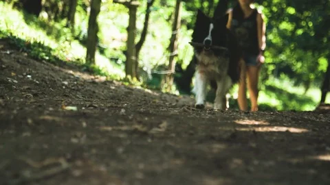 Dog is bringing a stick Видео 92409420