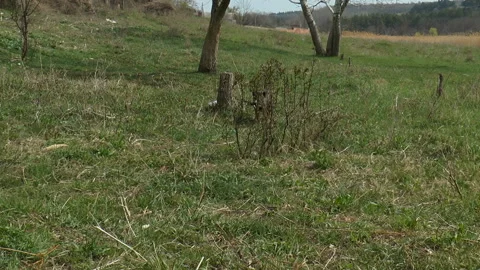 The dog brings the stick Vídeos de archivo 106968064