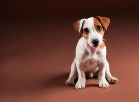 Dog on brown background Stock Photos