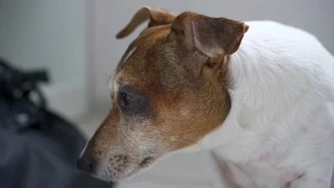 Dog with brown muzzle and white fur body sits looking aside Stock-Footage 134761315