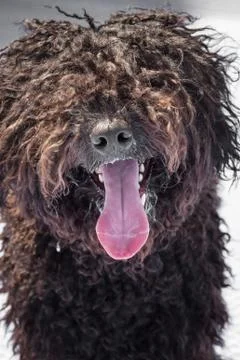 Dog brown Stock Photos