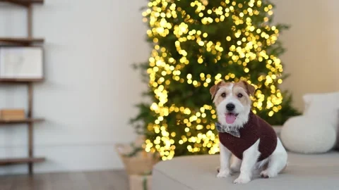 A dog in a brown sweater sits on the sofa Stock Footage 259709646