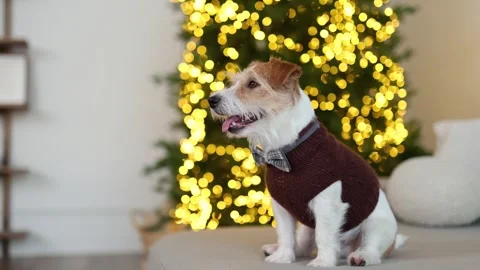 A dog in a brown sweater sits on the sofa Stock Footage 259709876