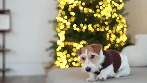 A dog in a brown sweater sits on the sofa. Stock Footage 259710998