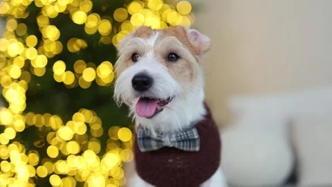 A dog in a brown sweater sits on the sofa Stock Footage 259711276