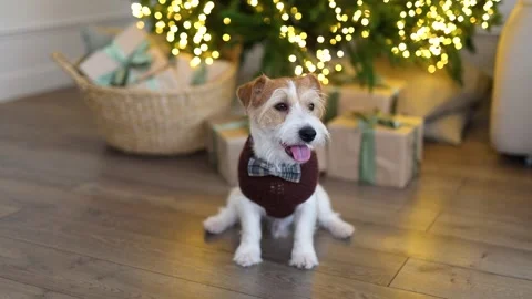 A dog in a brown sweater sits under a Christmas tree in the house Stock Footage 259708633
