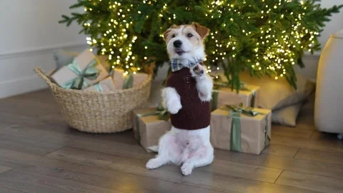 A dog in a brown sweater sits under a Christmas tree with gifts in the house 스톡 동영상 259709069
