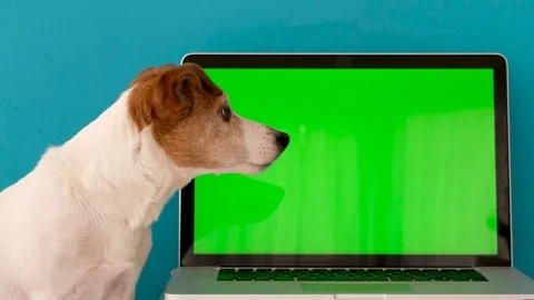 Dog browsing laptop in studio Stock Footage 126625297
