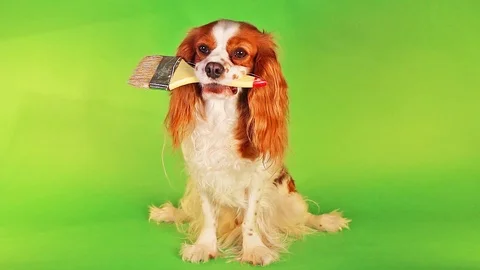 Dog with brush on green screen. Spring renovations house wall painting work Video stock 88026367