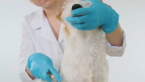 The dog is brushed on the muzzle and chest on a white background. Stock Footage 171384313
