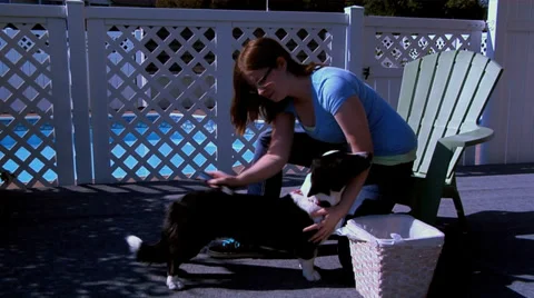 Dog Brushing Vidéo 31552756