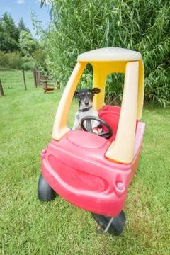 Dog in a buggy Stock Photos