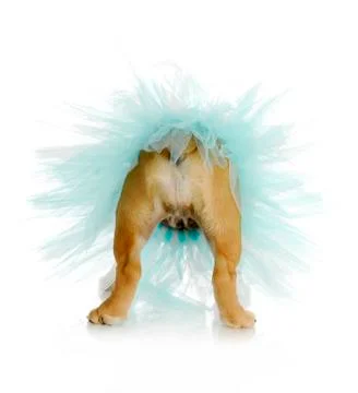Dog bum Stock Photos