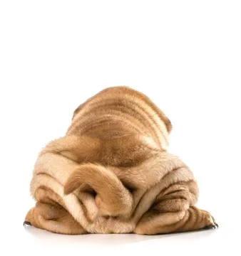 Dog bum Stock Photos