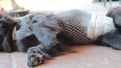 Dog bundled with gauze after sterilization surgical operation Stock-Footage 77649853