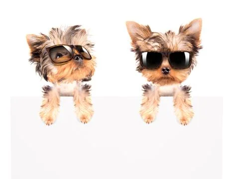 Dog with bunner isolated Stock Photos