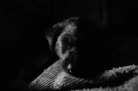 Dog in B&amp;W 库存照片