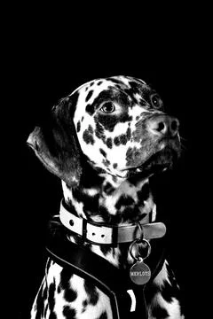 Dog BW Studio Foto stock