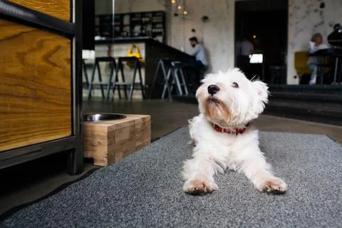 Dog in Cafe Stock Photos