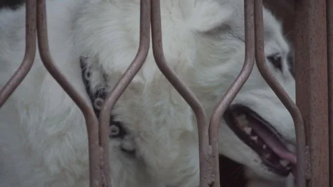 Dog in a cage 2 4k Stock Footage 94254182