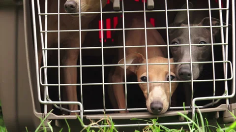 A dog in a cage.  4K. Vídeos de archivo 39805429