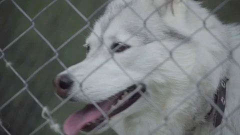 Dog in a cage 4k Stock Footage 94254457