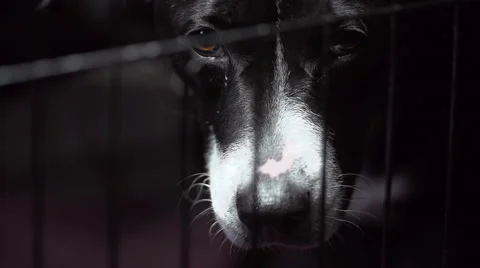 Dog in a Cage - Alternate Angle 動画素材 47831258