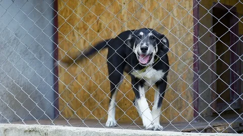 Dog in cage at animal shelter Stock Footage