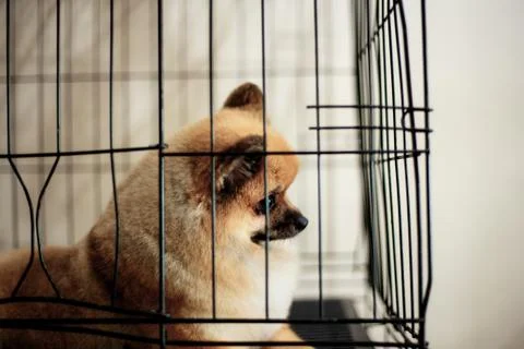 Dog in cage with background. Stock Photos