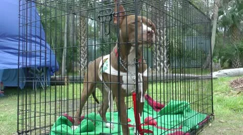 Dog in cage Stock Footage 10905577