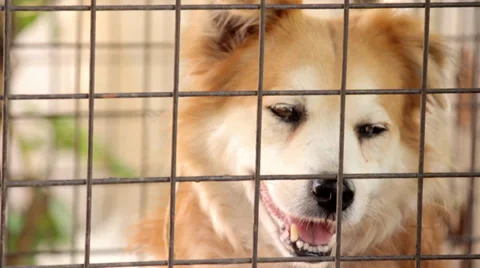 Dog On A Cage Video stock 36076908